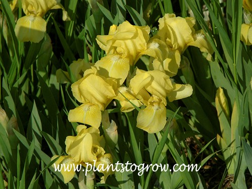 Iris 'Baby Blessed'
A standard dwarf bearded Iris. (early May)